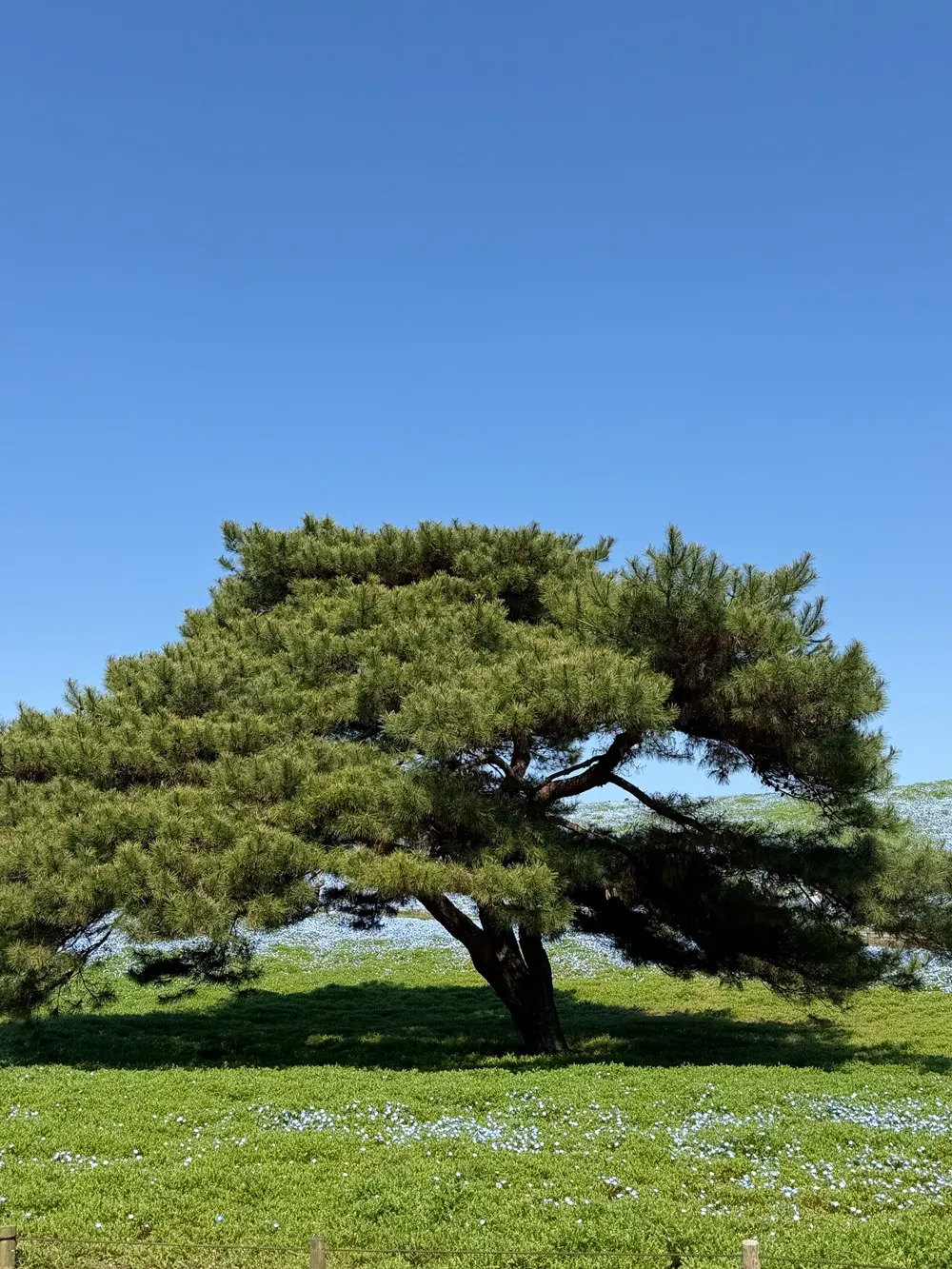合資公司JVC要達成甚麼樣的商業目的?合資公司有甚麼風險?JVA合資公司協議該怎麼寫?