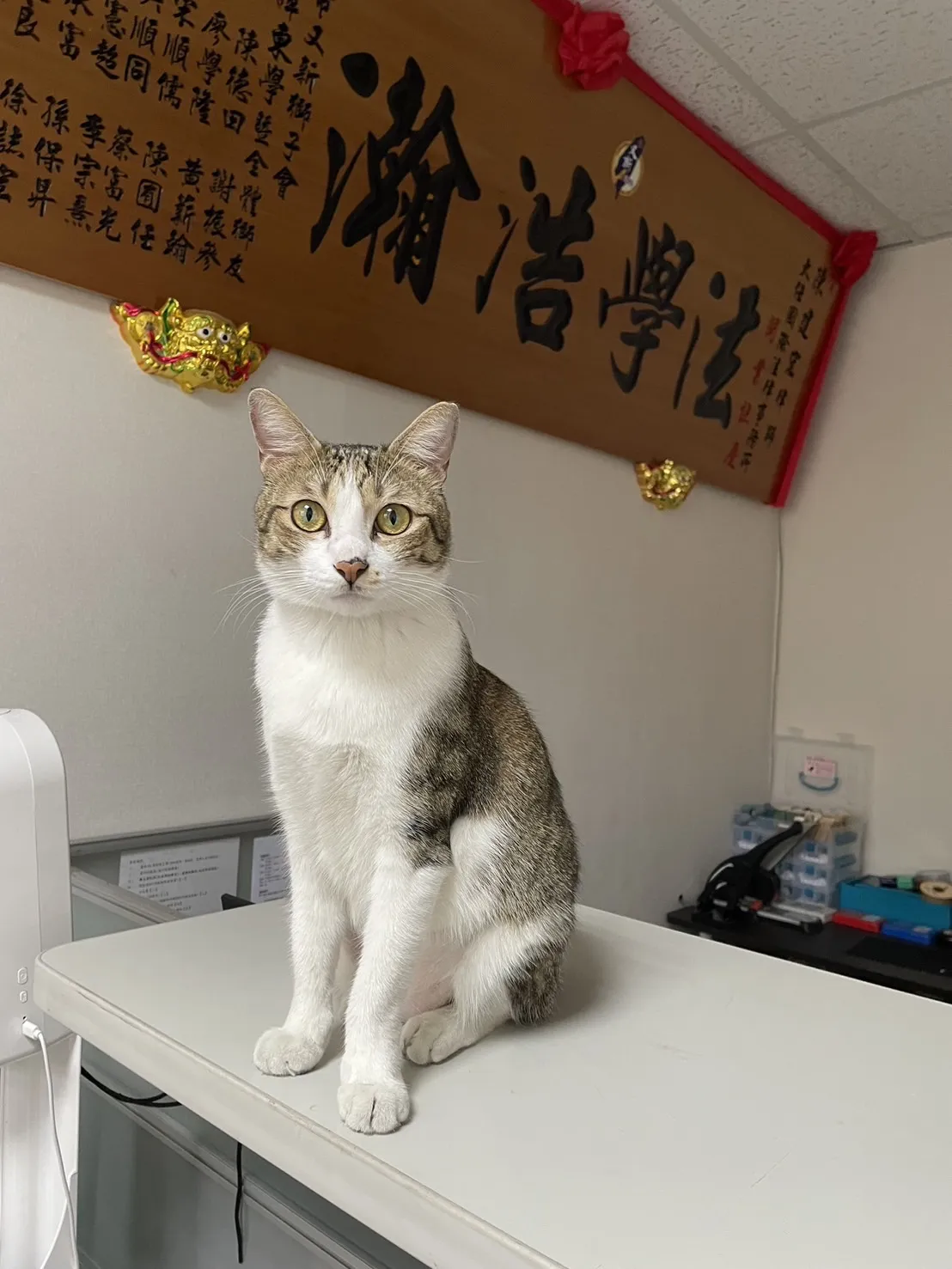 本所所貓畫像